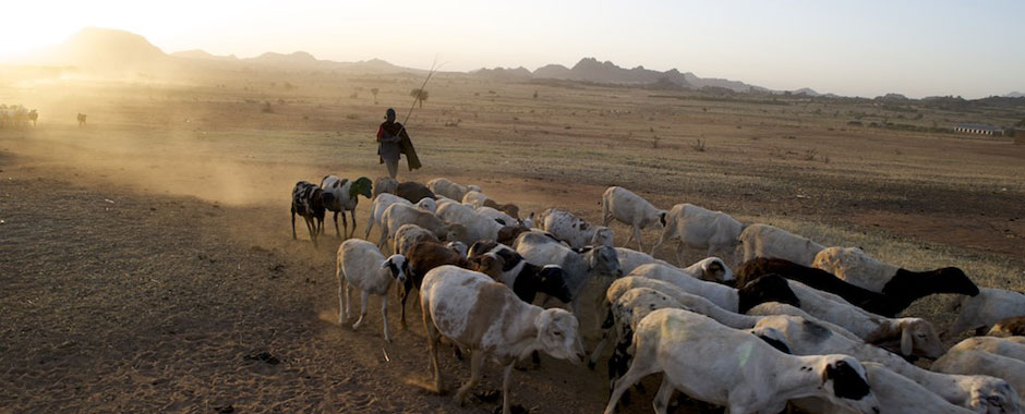 A pastoralist guiding a herd of sheep in a dusty landscape, with the sun setting behind hills in the background