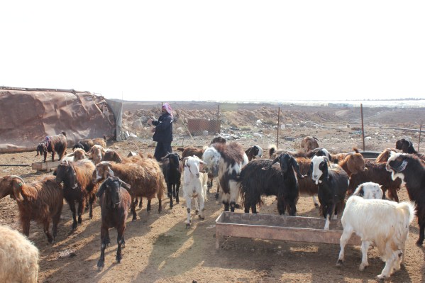 Pic 3 Syrian Pastoralist in Mafraq, north of Jordan.JPG