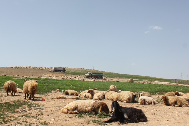 Pic 5 Pastoral settlement,airport road, Amman.jpg