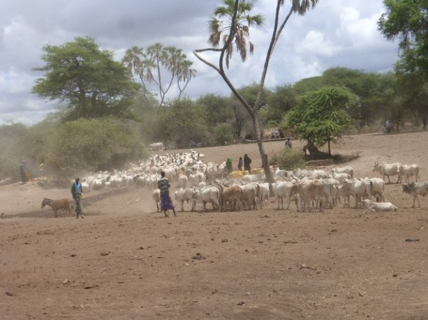 Mixed livestock in Isiolo (PASTRES).jpg
