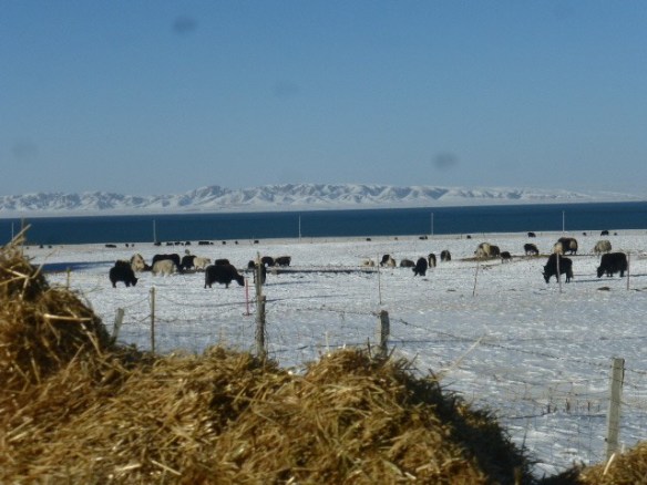 Yak grazing in Qinghai (PASTRES).jpg