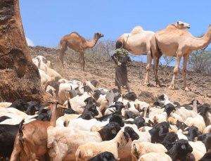 Camels and goats