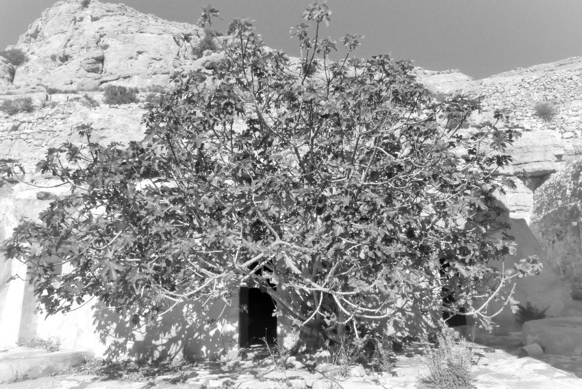 Ruined mosque entrance half-covered by tree branches