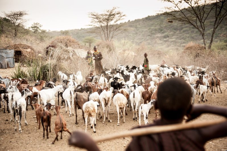 herders with goats in dryland
