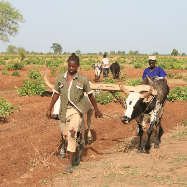 oxen-drawn-ploughs-a-critical-part-of-farming-systems