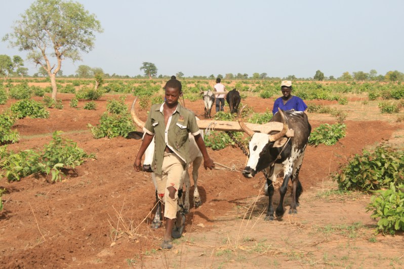 oxen-drawn-ploughs-a-critical-part-of-farming-systems