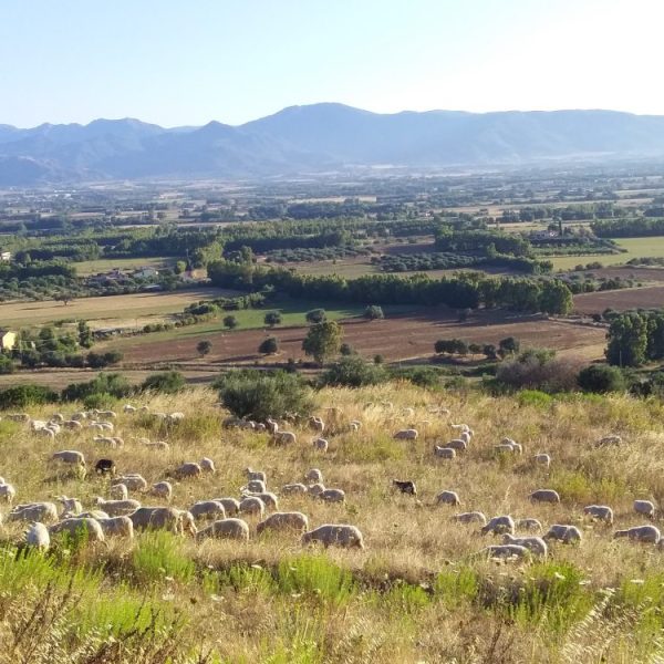 hillside with sheep and grass