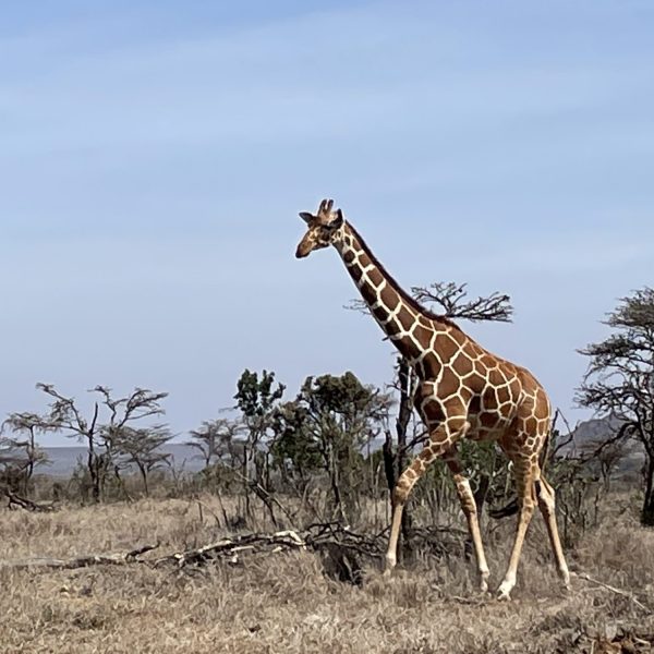Giraffe in savanna landscape