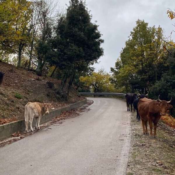 Cows walking at the side of a road.